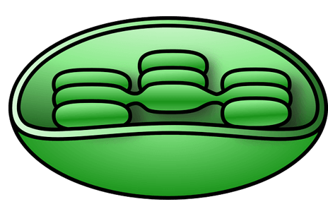 La nutrición de las plantas